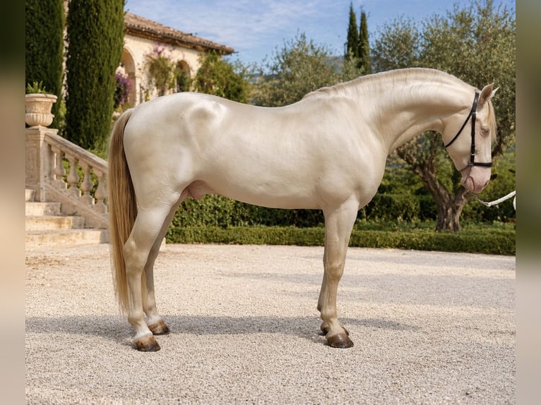 PRE Ruin 8 Jaar 154 cm Cremello in Alcobendas