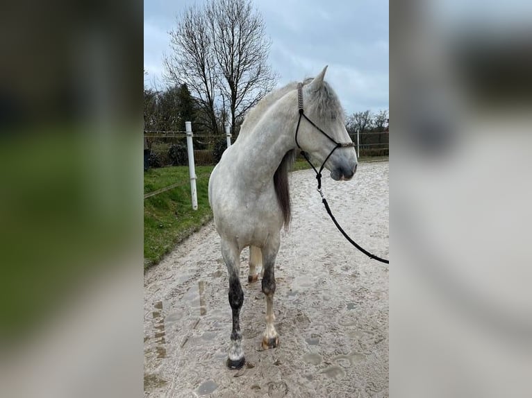 PRE Mix Ruin 8 Jaar 156 cm Schimmel in Moers