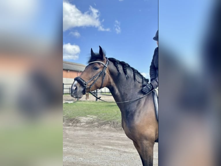 PRE Mix Ruin 8 Jaar 157 cm Bruin in Skødstrup