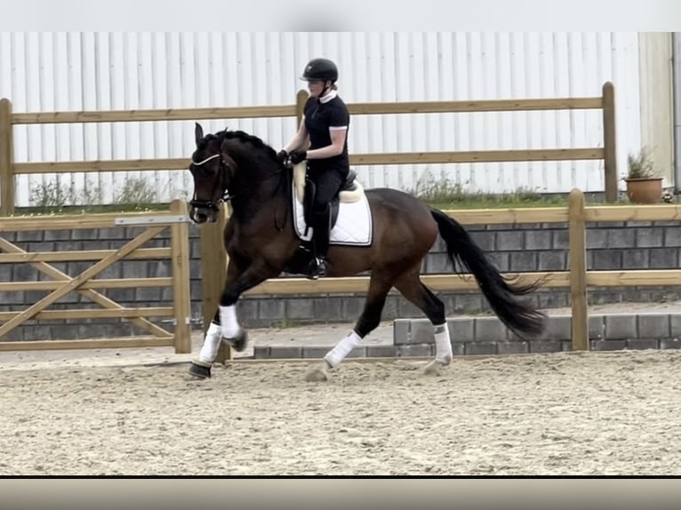 PRE Mix Ruin 8 Jaar 157 cm Bruin in Skødstrup