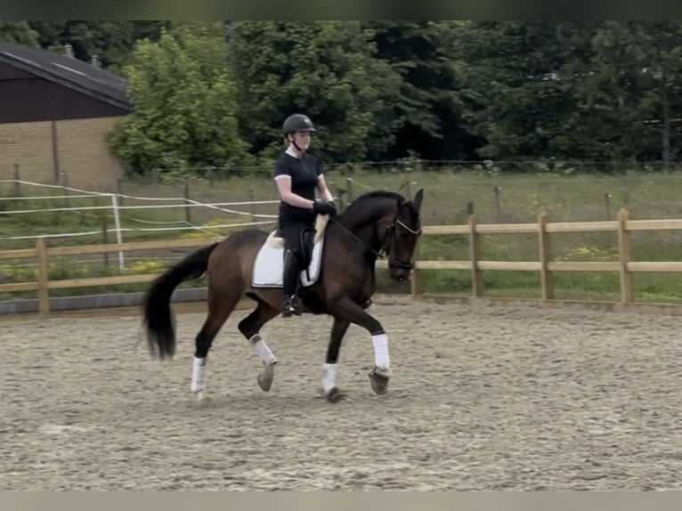 PRE Mix Ruin 8 Jaar 157 cm Bruin in Skødstrup