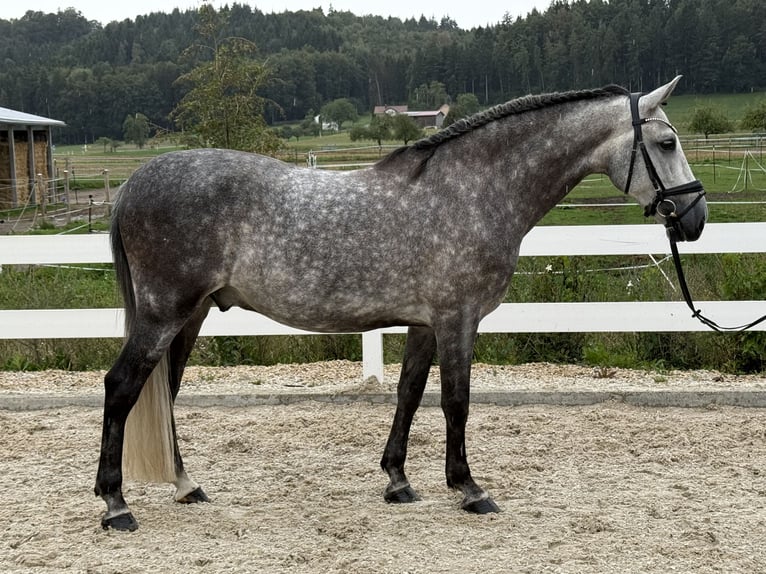 PRE Ruin 8 Jaar 160 cm Appelschimmel in Ebenweiler