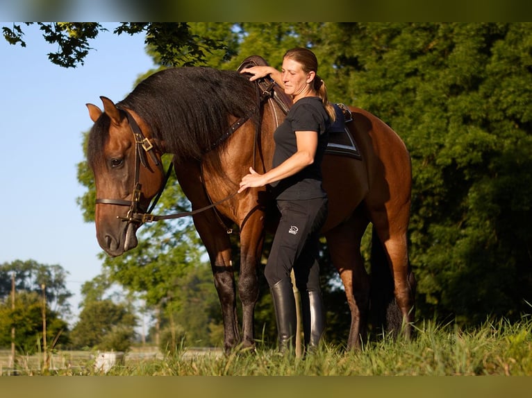 PRE Ruin 8 Jaar 160 cm Bruin in Teldau