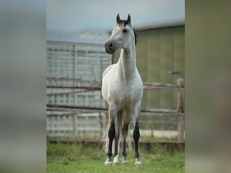 PRE Mix Ruin 8 Jaar 160 cm Schimmel in Ammerzoden