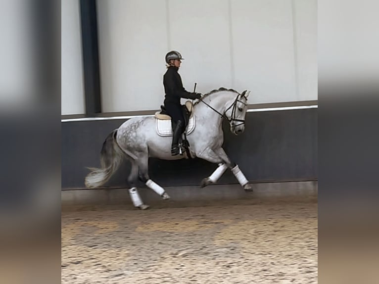 PRE Mix Ruin 8 Jaar 160 cm Schimmel in Ammerzoden