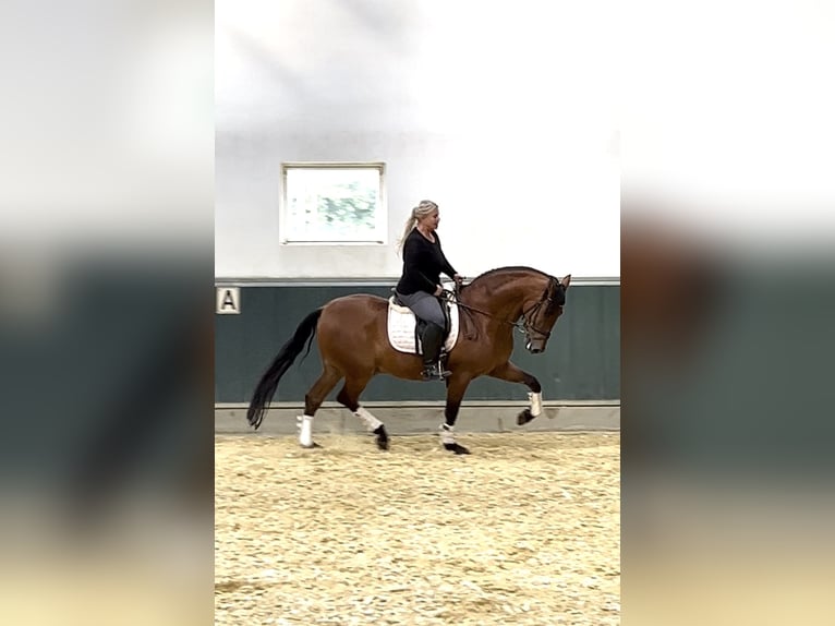 PRE Ruin 8 Jaar 161 cm Bruin in Niederkr&#xFC;chten