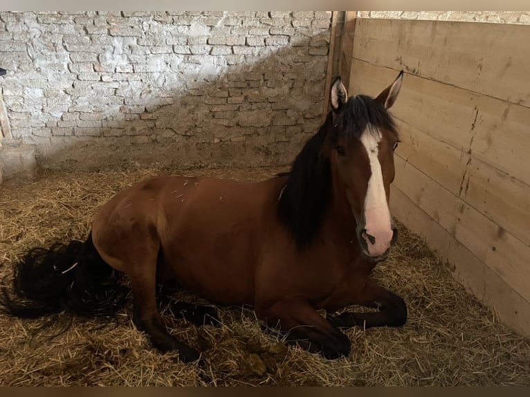 PRE Mix Ruin 8 Jaar 163 cm Bruin in Dorfen