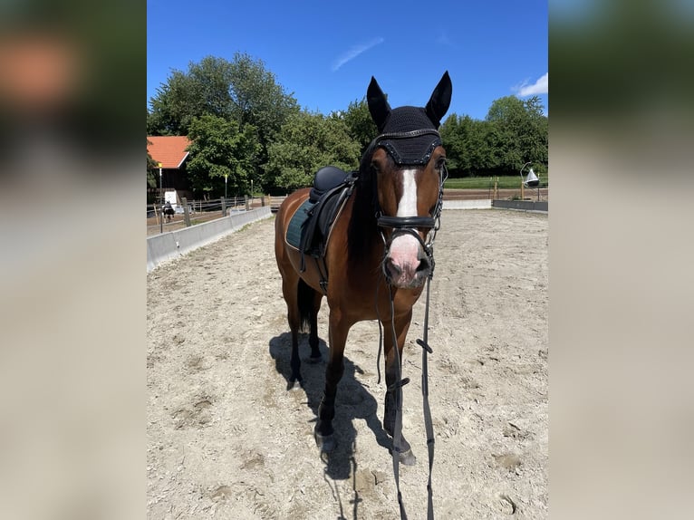PRE Mix Ruin 8 Jaar 163 cm Bruin in Dorfen