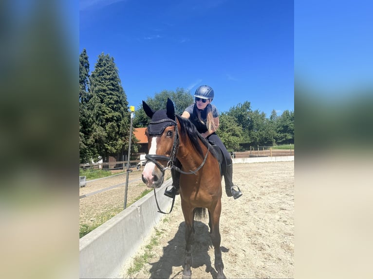 PRE Mix Ruin 8 Jaar 163 cm Bruin in Dorfen