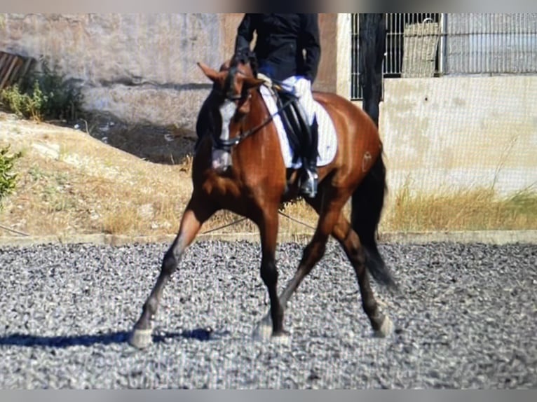 PRE Mix Ruin 8 Jaar 163 cm Bruin in Dorfen