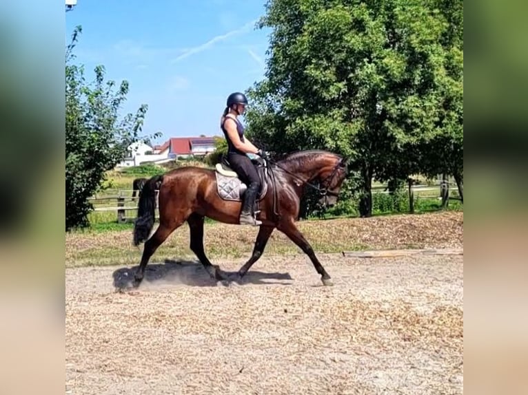 PRE Mix Ruin 8 Jaar 163 cm Bruin in Karlshuld