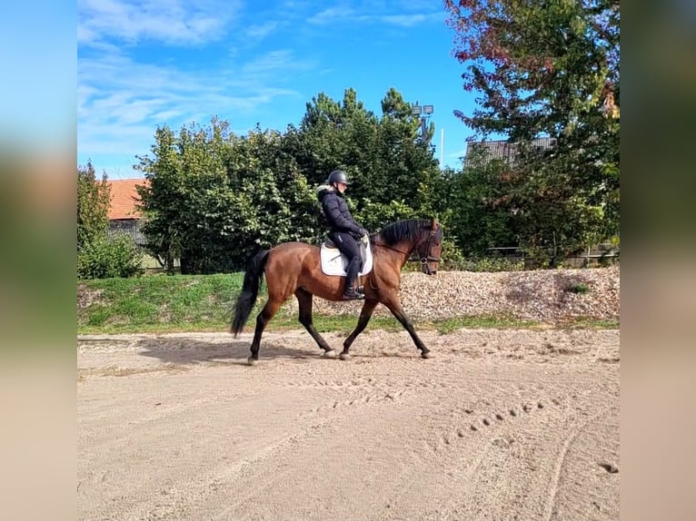 PRE Ruin 8 Jaar 163 cm Bruin in Karlshuld