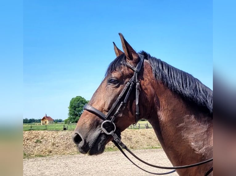 PRE Mix Ruin 8 Jaar 163 cm Bruin in Karlshuld