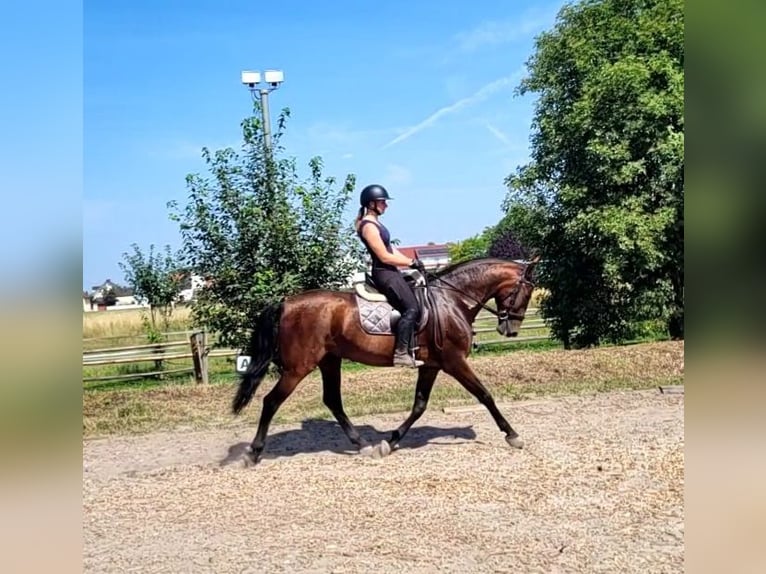 PRE Mix Ruin 8 Jaar 163 cm Bruin in Karlshuld