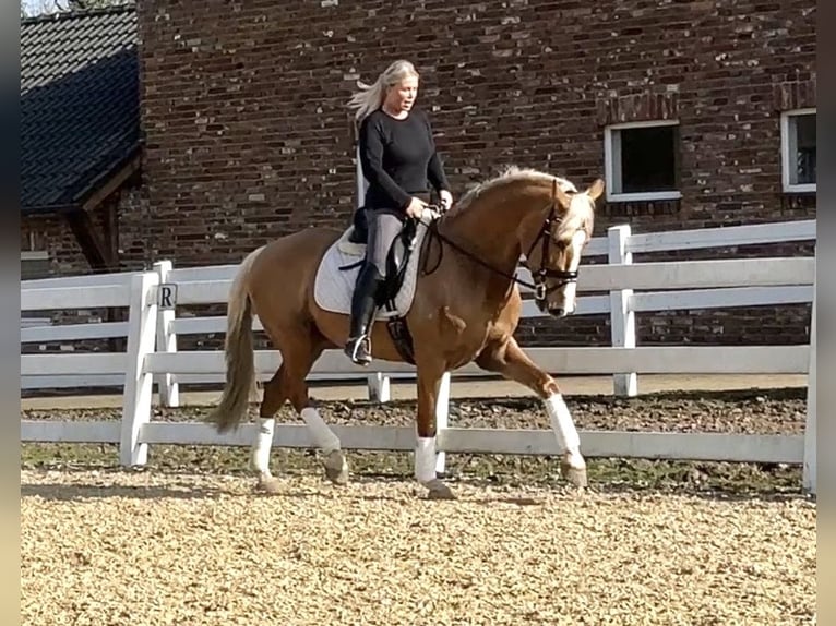 PRE Mix Ruin 8 Jaar 163 cm Palomino in Niederkrüchten