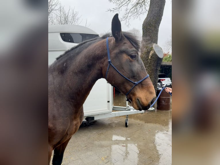 PRE Mix Ruin 8 Jaar 164 cm Donkerbruin in Bad Wünnenberg