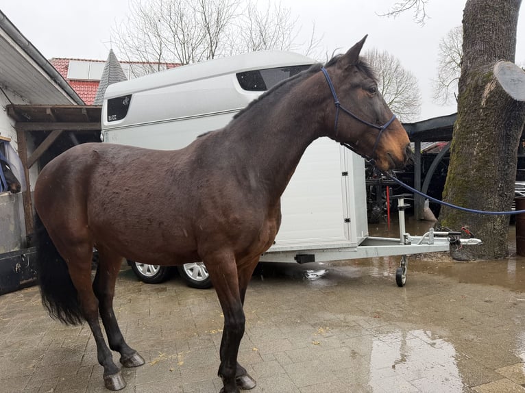 PRE Mix Ruin 8 Jaar 164 cm Donkerbruin in Bad Wünnenberg