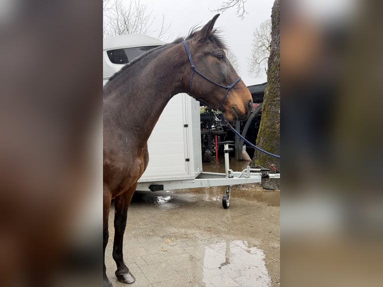 PRE Mix Ruin 8 Jaar 164 cm Donkerbruin in Bad Wünnenberg