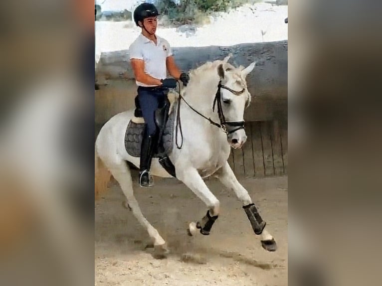 PRE Mix Ruin 8 Jaar 164 cm Schimmel in Mannheim
