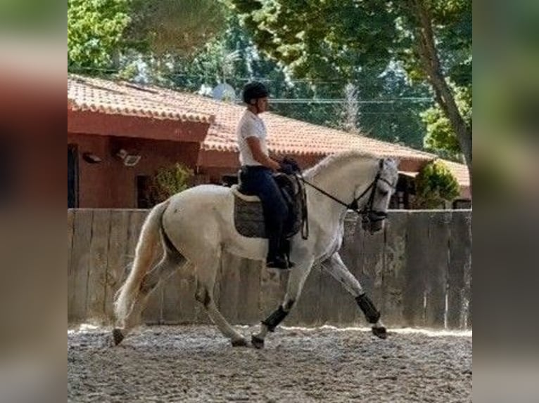 PRE Mix Ruin 8 Jaar 164 cm Schimmel in Mannheim