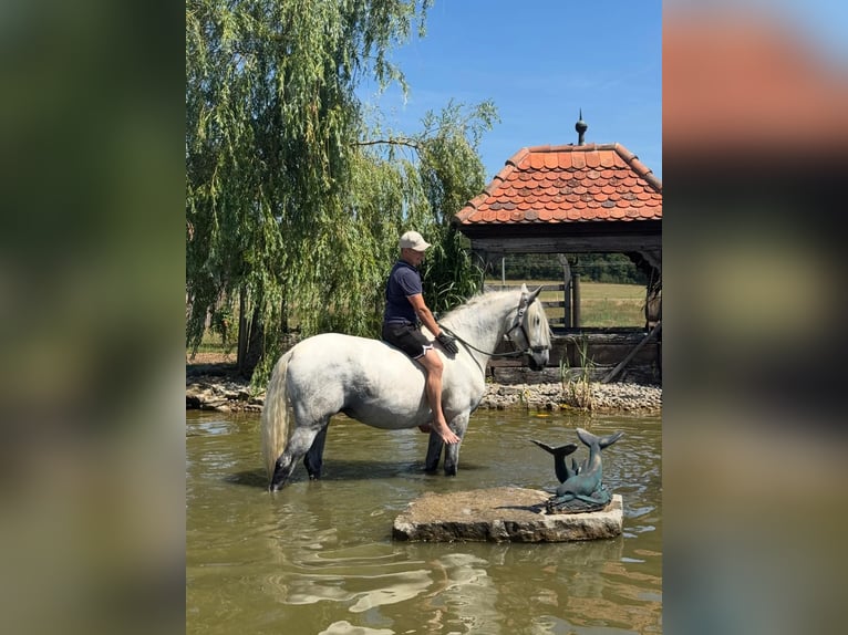 PRE Ruin 8 Jaar 165 cm Schimmel in Münchsteinach