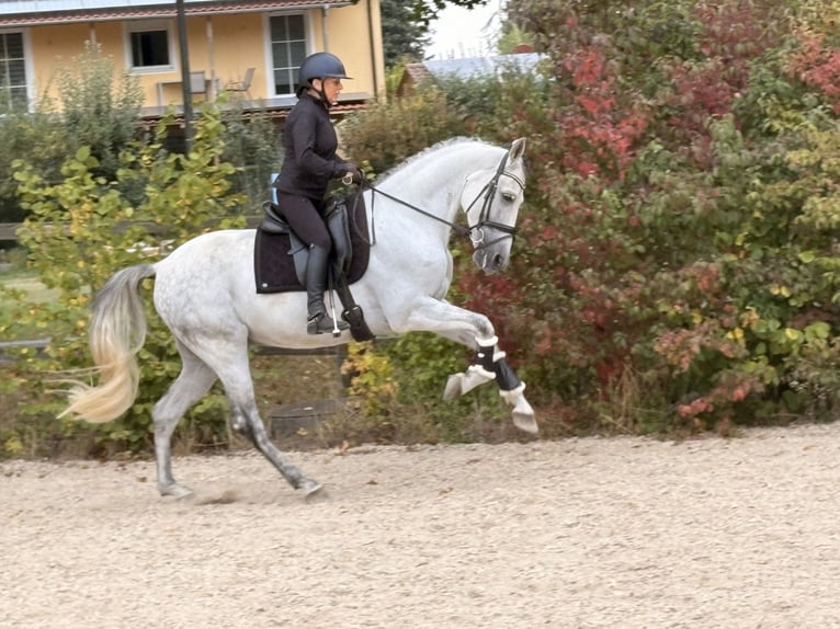 PRE Mix Ruin 8 Jaar 165 cm Schimmel in Neuburg an der Donau
