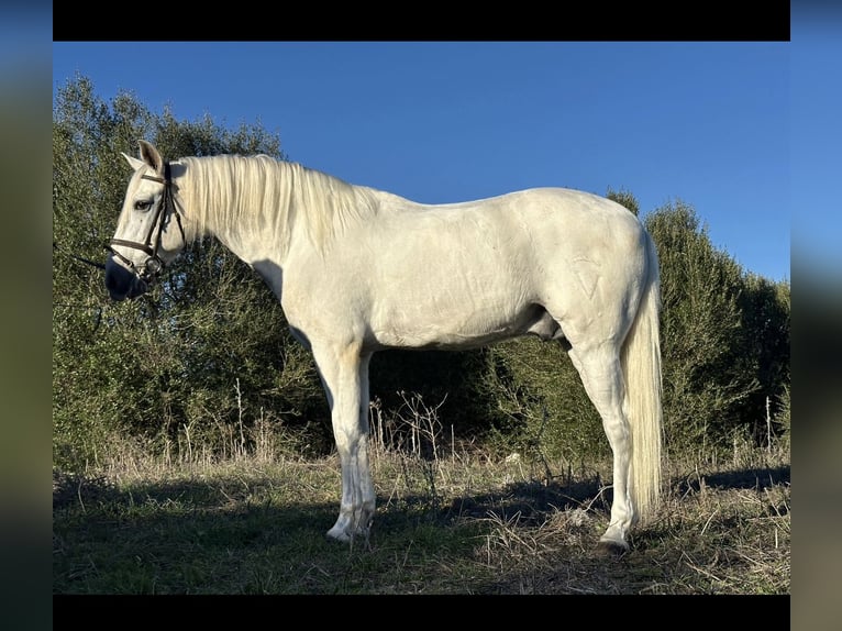 PRE Mix Ruin 8 Jaar 166 cm Schimmel in Bolonia