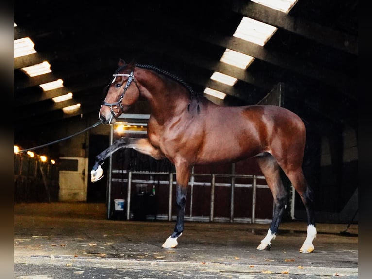 PRE Ruin 8 Jaar 167 cm Roodbruin in Heuvelland