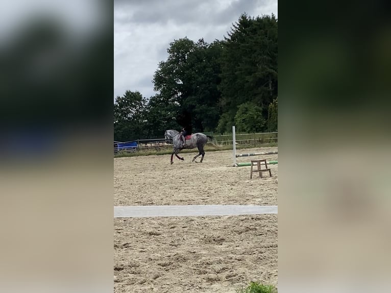 PRE Ruin 8 Jaar 168 cm Appelschimmel in Ganderkesee