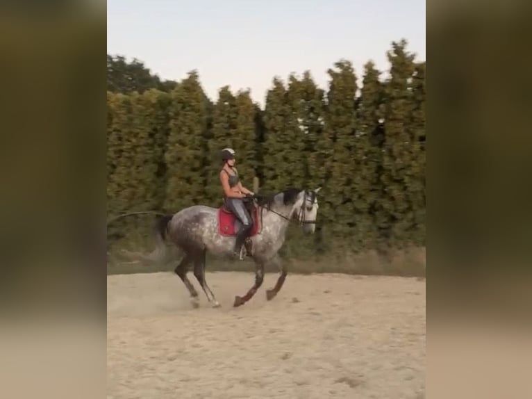 PRE Ruin 8 Jaar 168 cm Appelschimmel in Ganderkesee
