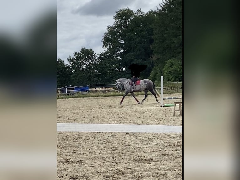 PRE Ruin 8 Jaar 168 cm Appelschimmel in Ganderkesee