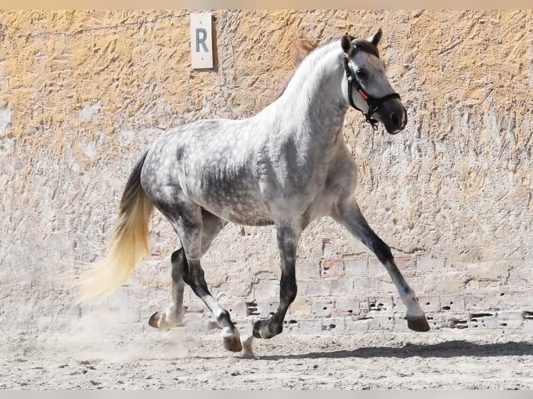 PRE Ruin 8 Jaar 168 cm Schimmel in Provinz Malaga