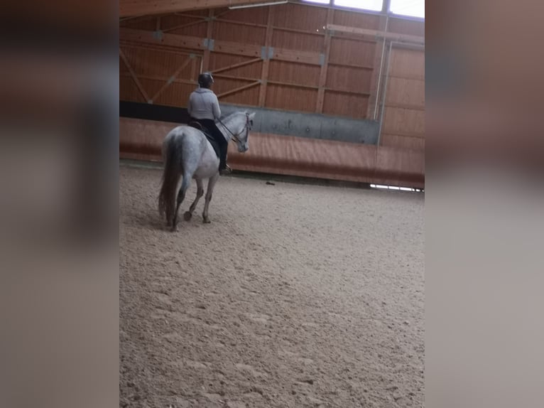 PRE Ruin 8 Jaar 170 cm Appelschimmel in Dinkelsbühl