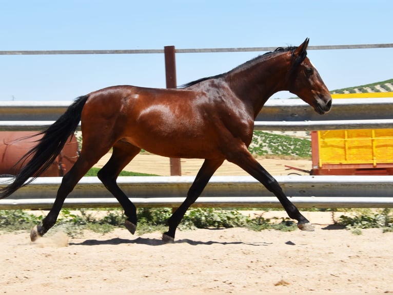 PRE Mix Ruin 9 Jaar 154 cm Bruin in Häuslenen