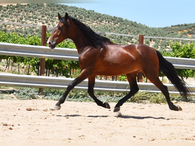 PRE Mix Ruin 9 Jaar 155 cm Bruin in Häuslenen