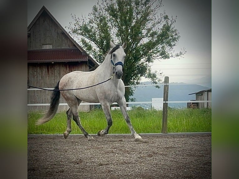 PRE Mix Ruin 9 Jaar 155 cm Schimmel in Baar