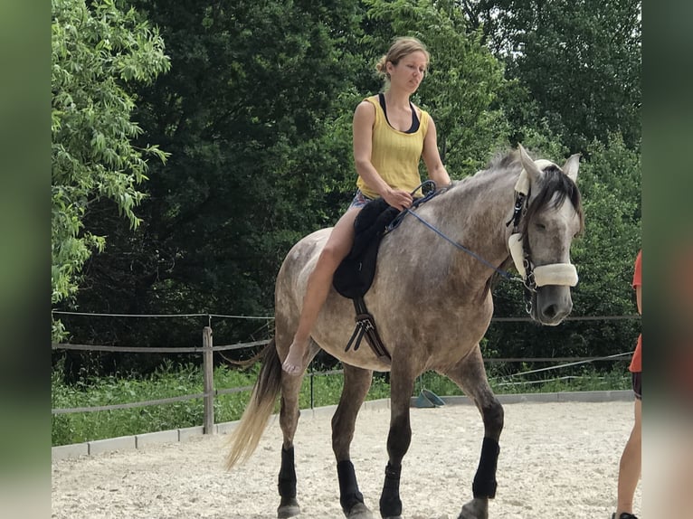 PRE Ruin 9 Jaar 157 cm Appelschimmel in Bundenbach