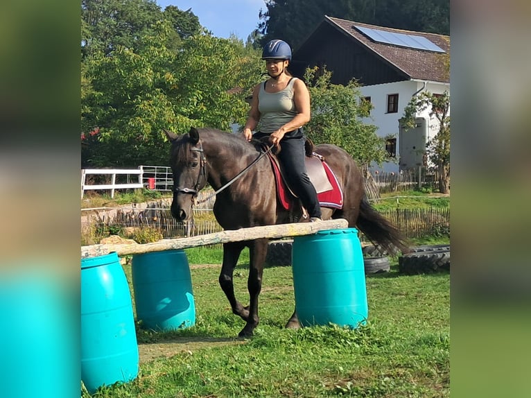 PRE Mix Ruin 9 Jaar 157 cm Zwartbruin in Bayerbach