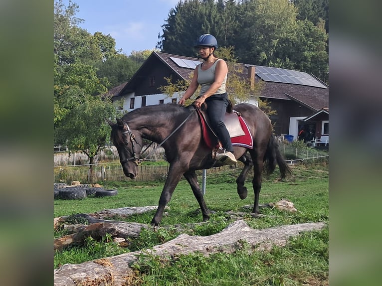 PRE Mix Ruin 9 Jaar 157 cm Zwartbruin in Bayerbach