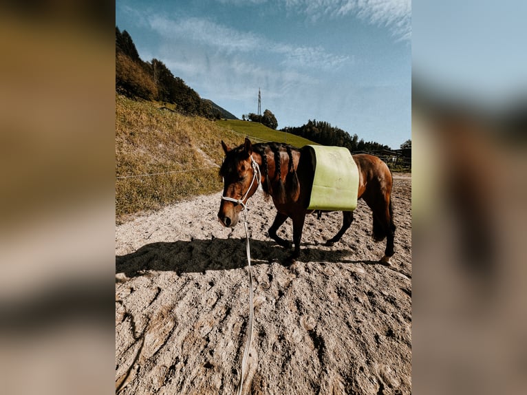 PRE Ruin 9 Jaar 158 cm Bruin in Weerberg