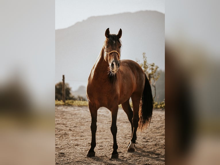 PRE Ruin 9 Jaar 158 cm Bruin in Weerberg