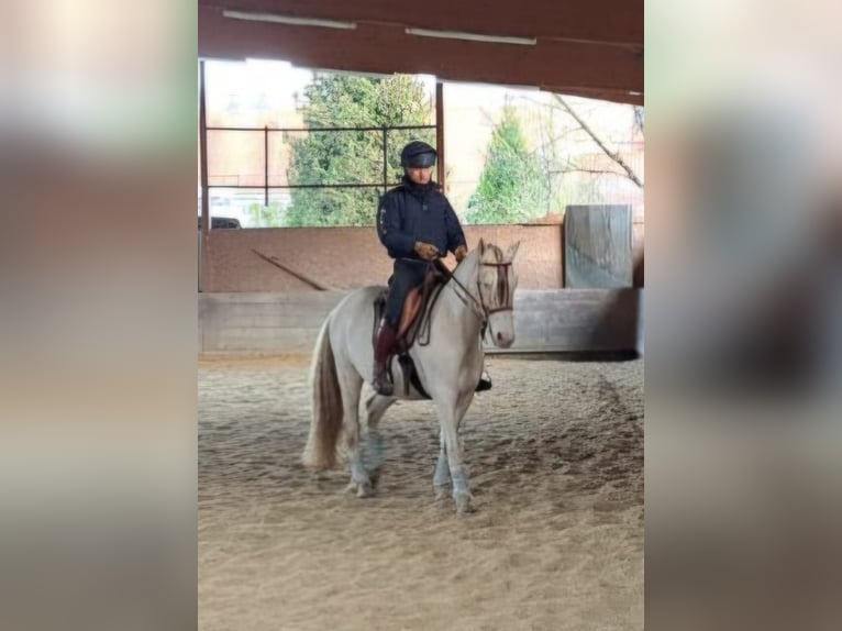 PRE Ruin 9 Jaar 160 cm Perlino in Einbeck