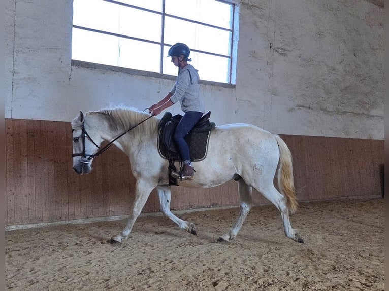 PRE Ruin 9 Jaar 160 cm Schimmel in Kranichfeld