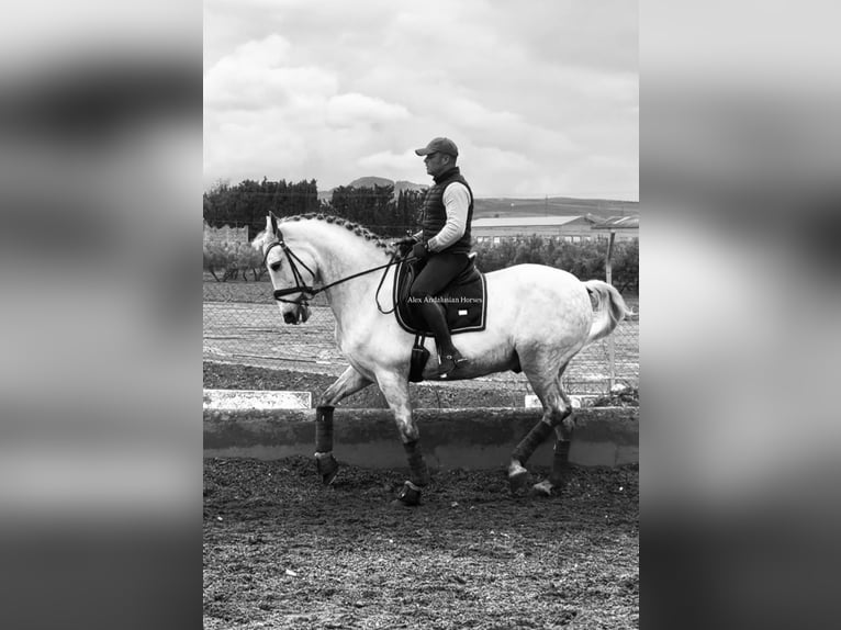 PRE Mix Ruin 9 Jaar 163 cm Schimmel in Sevilla