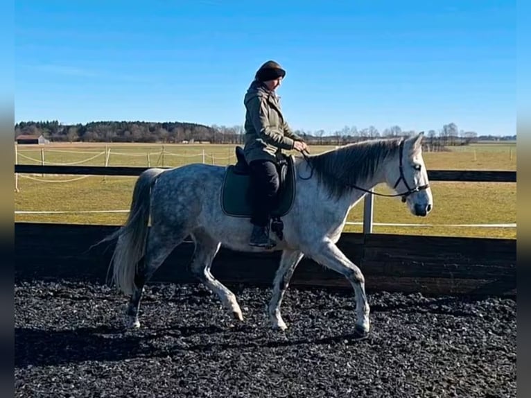 PRE Mix Ruin 9 Jaar 164 cm Schimmel in Düsseldorf