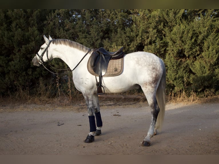 PRE Mix Ruin 9 Jaar 164 cm Schimmel in SEVILLE