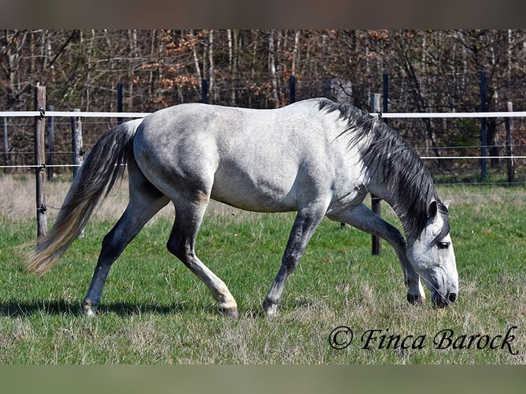 PRE Mix Ruin 9 Jaar 165 cm Schimmel in Wiebelsheim
