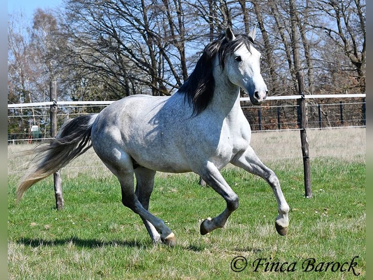 PRE Mix Ruin 9 Jaar 165 cm Schimmel in Wiebelsheim