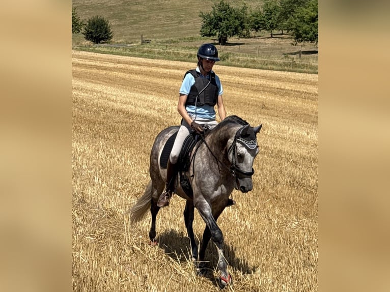 PRE Ruin 9 Jaar 165 cm Zwartschimmel in Karben