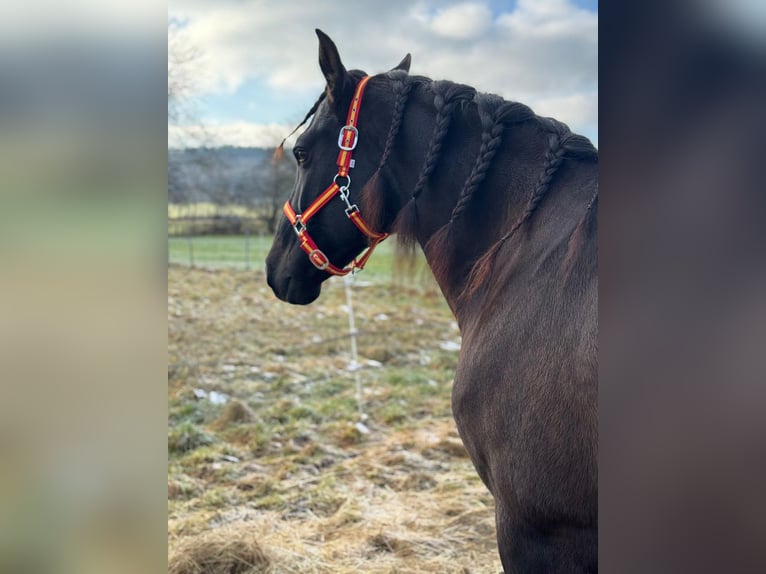 PRE Ruin 9 Jaar 166 cm Donkerbruin in Reiskirchen